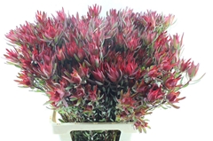 Leucadendron Salignum Blush 70cm Spray