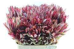 Leucadendron Jester 80cm