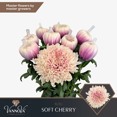 Chrysanth Single Tutu 70cm 100gr.