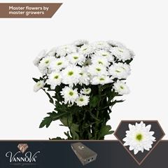 Chrysanth Spray Commander 70cm 85gr.