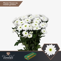 Chrysanth Spray Commander 70cm 85gr.