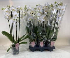 Phalaenopsis Anthura Glasgow 12Ø 70cm 4st
