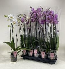 Phalaenopsis Mix 12Ø 70cm 3st