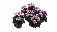Cyclamen Super Serie Pettico 10Ø 20cm