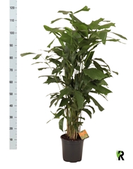 Caryota Mitis 21Ø 120cm