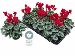 Cyclamen Midi Super Serie Rembrandt 12Ø 25cm