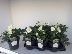 Helleborus Advent Star 17Ø 30cm