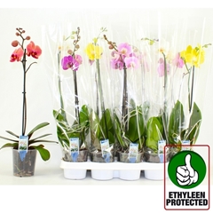 Phalaenopsis Mix 6 Colours 12Ø 60cm 1st