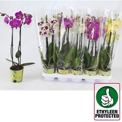 Phalaenopsis Mix 6 Colours 12Ø 50cm 2st