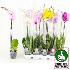 Phalaenopsis Mix 6 Colours 12Ø 70cm 1st