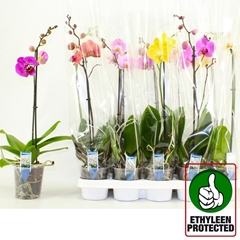Phalaenopsis Mix 6 Colours 12Ø 50cm 1st