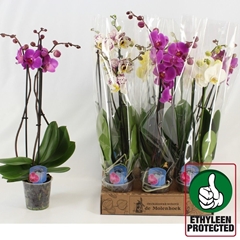 Phalaenopsis Mix 4 Colours 12Ø 60cm 3st