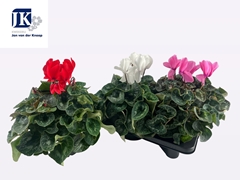 Cyclamen Super Serie Mammoth 17Ø 35cm