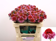 Scabiosa Focal Scoop Bicolor Pink 50cm