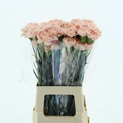Dianthus Single Noviado 65cm