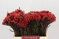 Brunia Laevis Red 40cm
