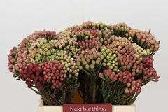 Brunia Laevis Red 40cm