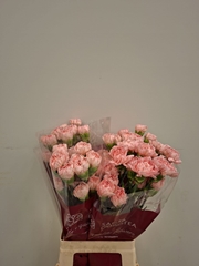 Dianthus Single Eternal Love 65cm