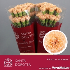 Dianthus Single Noviado 65cm