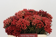 Brunia Laevis Red 35cm