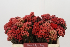Brunia Laevis Red 35cm