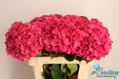 Hydrangea Glowing Alps 60cm 15-17cm Hd