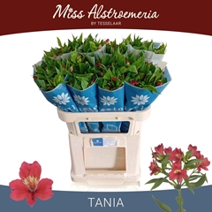 Alstroemeria Tania 75cm 50gr.