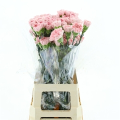 Dianthus Single Doncel 65cm