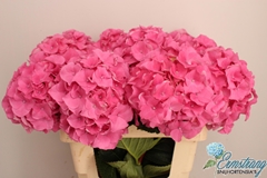 Hydrangea Royal Breeze 60cm 15-17cm Hd