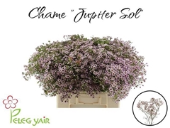 Chamelaucium Jupiter Solar 60cm 40gr.
