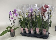 Phalaenopsis Mix 12Ø 40cm 1st
