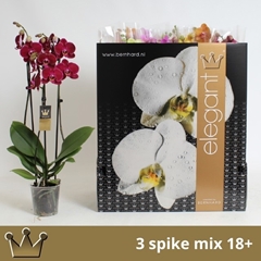 Phalaenopsis Mix 7 Colours 12Ø 60cm 3st