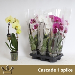 Phalaenopsis Cascade 12Ø 55cm 1st