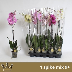 Phalaenopsis Mix 7 Colours 12Ø 75cm 1st