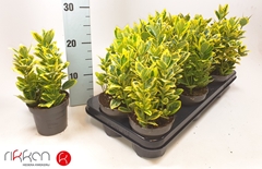 Euonymus Japonicus Marieke 9Ø 17cm
