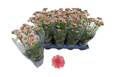 Kalanchoe Wild Flowers Ladylike 10Ø 32cm
