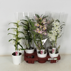 Dendrobium Mix 12Ø 50cm 1st