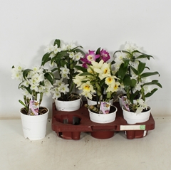 Dendrobium Nobile Cultivars 12Ø 30cm 1st