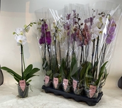 Phalaenopsis Mix 12Ø 60cm 2st