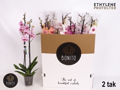 Phalaenopsis Mix 7 Colours 12Ø 75cm 2st