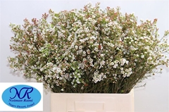 Chamelaucium Blondie 70cm 20gr.