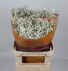 Gypsophila Paniculata Xlence 80cm 35gr.