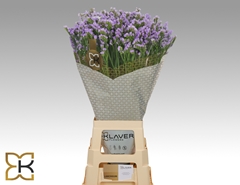 Limonium Sinuatum Mermaid Wings 75cm 40gr.
