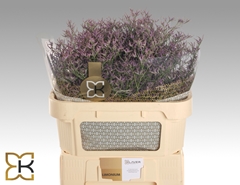 Limonium Safora Dark Blue 70cm 30gr.