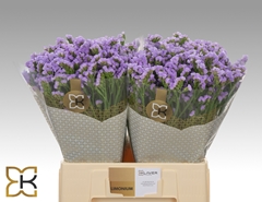 Limonium Sinuatum Mermaid Wings 60cm 20gr.