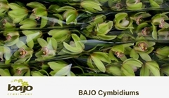 Cymbidium Hans 80cm