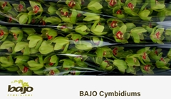 Cymbidium Lightning 80cm