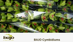 Cymbidium Lightning 60cm