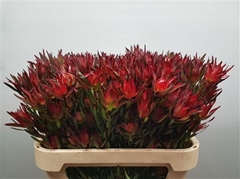 Leucadendron Salignum Blush 80cm