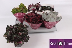 Begonia Leaf Beleaf Mix 13Ø 25cm